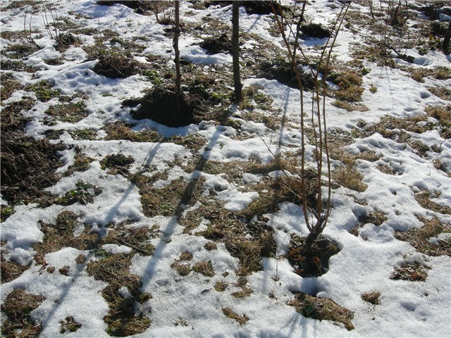arčilend
